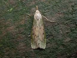 Attēlu rezultāti vaicājumam “Aphomia sociella female”