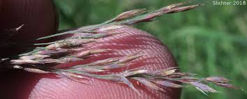 Attēlu rezultāti vaicājumam “Calamagrostis stricta”