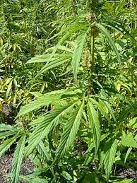 Attēlu rezultāti vaicājumam “Cannabaceae”