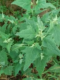 Attēlu rezultāti vaicājumam “Atriplex calotheca leaf”