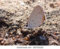 Attēlu rezultāti vaicājumam “Everes argiades”