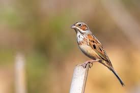 Image result for Emberiza fucata