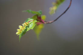 Attēlu rezultāti vaicājumam “Acer rufinerve flower”