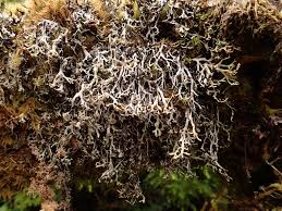 Attēlu rezultāti vaicājumam “Hypogymnia vittata”