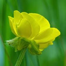 Attēlu rezultāti vaicājumam “Ranunculus bulbosus flower”