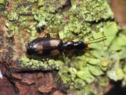 Attēlu rezultāti vaicājumam “Calodromius spilotus”