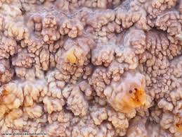 Attēlu rezultāti vaicājumam “Phlebia rufa”