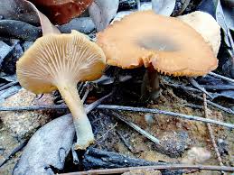 Attēlu rezultāti vaicājumam “Diderma subviridifuscum var. macrospora* spores”