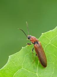Attēlu rezultāti vaicājumam “Denticollis linearis”