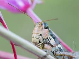 Attēlu rezultāti vaicājumam “Podisma pedestris”