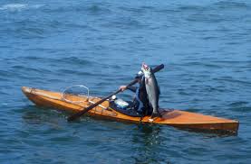 Image result for Falcon Kayak Club