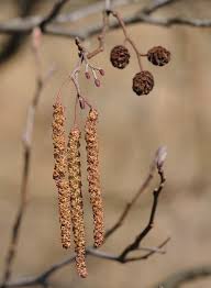 Attēlu rezultāti vaicājumam “Alnus glutinosa flower”
