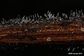 Attēlu rezultāti vaicājumam “Stemonitopsis typhina var. similis”