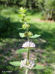 Attēlu rezultāti vaicājumam “Mentha x verticillata”
