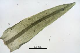 Attēlu rezultāti vaicājumam “Dichodontium pellucidum”