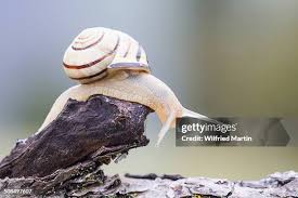 Attēlu rezultāti vaicājumam “Helicidae”