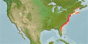 Image result for Alosa mediocris