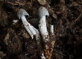 Attēlu rezultāti vaicājumam “Amaurochaete atra young”