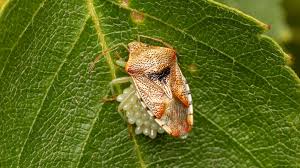 Attēlu rezultāti vaicājumam “Elasmucha grisea”