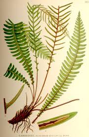 Attēlu rezultāti vaicājumam “Blechnum spicant”