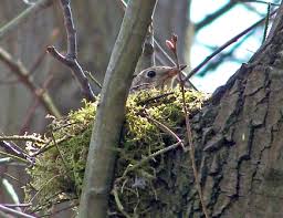 Attēlu rezultāti vaicājumam “Turdus viscivorus nest”
