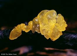 Attēlu rezultāti vaicājumam “Tremella mesenterica”