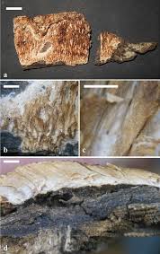 Attēlu rezultāti vaicājumam “Elmerina caryae”