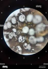 Attēlu rezultāti vaicājumam “Didymium crustaceum plasmodium”