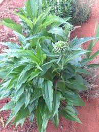 Attēlu rezultāti vaicājumam “Echinacea purpurea leaf”
