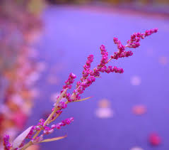 Attēlu rezultāti vaicājumam “Chenopodium acerifolium flower”
