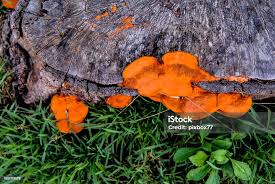 Attēlu rezultāti vaicājumam “Pycnoporus cinnabarinus”