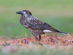 Attēlu rezultāti vaicājumam “Nucifraga caryocatactes”