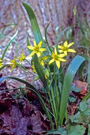 Attēlu rezultāti vaicājumam “Gagea lutea”