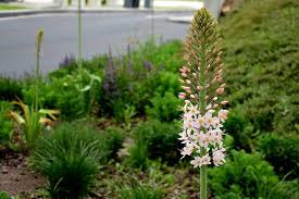 Image result for Steppenkerze