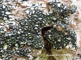 Attēlu rezultāti vaicājumam “Opegrapha atra”