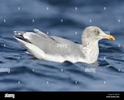 Attēlu rezultāti vaicājumam “Larus argentatus adult”