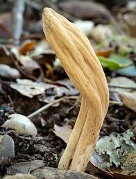 Attēlu rezultāti vaicājumam “Clavariadelphus pistillaris”