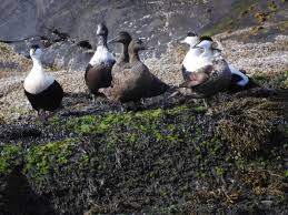 Attēlu rezultāti vaicājumam “Somateria mollissima juvenile”