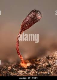 Attēlu rezultāti vaicājumam “Metatrichia vesparia spores”