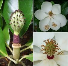 Attēlu rezultāti vaicājumam “Magnolia”