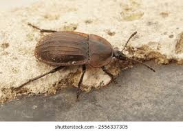 Attēlu rezultāti vaicājumam “Silpha sp.”