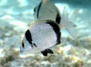 Image result for Diplodus vulgaris