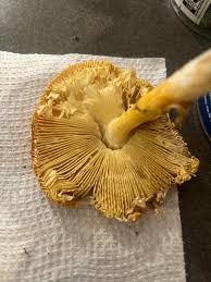 Attēlu rezultāti vaicājumam “Amanita crocea”