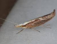 Attēlu rezultāti vaicājumam “Ypsolopha dentella”