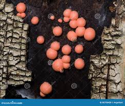 Attēlu rezultāti vaicājumam “Lycogala cf. convexum macro”