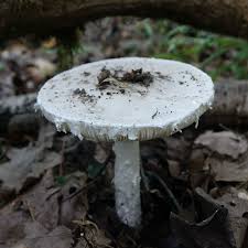 Attēlu rezultāti vaicājumam “Amanita strobiliformis”