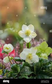 Attēlu rezultāti vaicājumam “Helleborus niger flower”