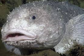 Image result for blobfish