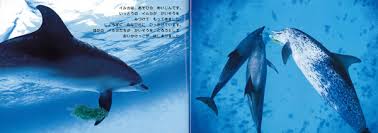 「うみのイルカ」の画像検索結果