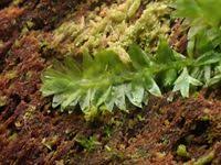 Attēlu rezultāti vaicājumam “Plagiothecium denticulatum”